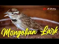 Download Lagu MASTERAN BRANJANGAN MONGOL GACOR (MONGOLIAN LARK) MATERI SUPER PEDES