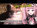 When Animals Get Elevated Casual Geographic React