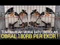 Download Lagu UPDATE ! ANJLOK NYA HARGA MURAI BATU DI PASARAN 180RB PER EKOR BEBAS MILIH DAERAH JAKARTA TIMUR 