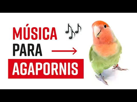 Download MP3 🐤🎵🦜 MÚSICA para PÁJAROS INSEPARABLES 🐤🎵🦜