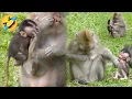 Download Lagu Poor little Dodo monkey has no motherly love, beaten or starved 😥