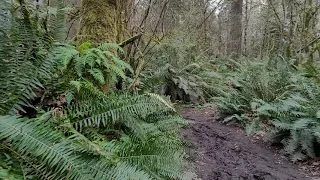 Tolmie State Park 4 Cedars Trail