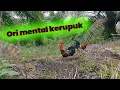 Lagu Mikat ayam hutan-jumpa ayam hutan kerupuk