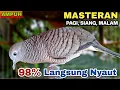 Download Lagu Perkutut Lokal Gacor Suara Paling Ampuh Untuk Pancingan Burung Perkutut Agar Bunyi