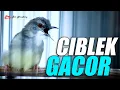 Download Lagu MASTERAN CIBLEK KRISTAL GACOR  AUDIO JERNIH