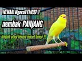 Download Lagu Pancingan Kenari gacor panjang untuk masteran kenari paud \u0026 terapi kenari macet bunyi agar gacor