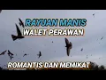 Download Lagu Sp Rayuan Manis Walet Perawan. suara walet Minta kawin. jernih, berkualitas, Respon terbaik
