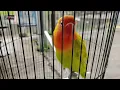 Download Lagu LOVEBIRD BETINA !!! MERUBAH NADA STANDAR MINOR JEDA RAPAT