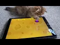 Kitten Playing -Three Blind Mice | Nursery Rhymes