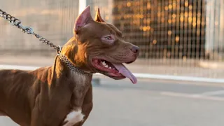 Vecinos denuncian ataques de pitbulls y temen por los niños en Luque