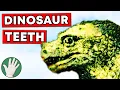 Dinosaur Teeth - Objectivity 110