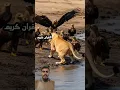 Download Lagu Surah_al_imran quran recitation ❤️ egzoni-brahimi #egzon #ibrahim #viral #telawat #video #shorts