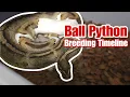 Ball Python Breeding Timeline