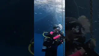 Scuba Diving Tip #32👂🤿How To Clear Tour Ears #sailingbyefelicia