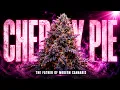 Cherry Pie The California Strain That Fathered Half of Modern Cannabis