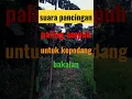 Lagu SUARA PANCINGAN PALING AMPUH UNTUK KEPODANG LIAR BAKALAN 100% LANGSUNG NYAMBAR