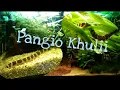 Download Lagu De Pangio Khulii, aquarium vis //Nickey//