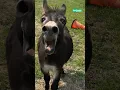 Download Lagu 😭 The donkey has something important to say #shorts @FurryTails