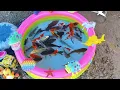 Catch colorful ornamental fish, big fish, catfish, betta fish, koi fish, turtles, ducks