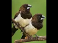 Download Lagu Burung Pipit dan Manusia