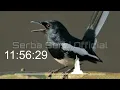 Download Lagu Suara Pikat Kacer Paling Gacor, Yang Jauh jadi Mendekat. Dijamin Ampuh 100%