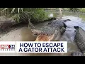 What to do when you come face-to-face with an alligator Expert offers these tips