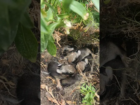 Day 4 old bunny babies. My life is complete.