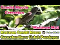 MASTERAN CENDET MACAN CERECETAN KASAR UNTUK PANCINGAN BURUNG KICAU ( LOMBA )
