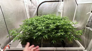GakMelon Dying Breed Grow room update