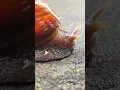 Download Lagu Tangkap bekicot raksasa 😅 - short video #snailhunter