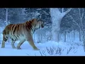 Download Lagu The Taking Of Tiger Mountain-The Best Tiger Scene