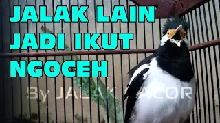 Download Jalak Suren Gacor Full Isian Variasi Buat Masteran Jalak Lain Agar Cepat Gacor MP3