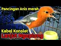 Download Lagu ANIS MERAH Kicauan Kabel Konslet Langsung Ngeplong, Bagus Untuk Pancingan \u0026 Masteran Biar Gacor tapp