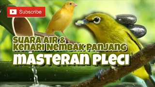 Download Water Sound And Canary Bird Singing For Zosterops Therapy MP3