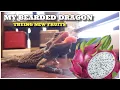 My Angry Bearded Dragon Taste Testing New Fruits For The First Time