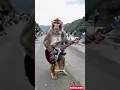 Download Lagu Viral Monyet Main Gitar di Jalan Russia #empudstudiogrup #empudstudioai #shorts