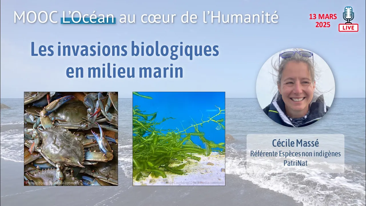 Les invasions biologiques en milieu marin / Cécile Massé