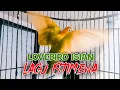 SUARA MASTERAN BURUNG LOVEBIRD ISIAN MEWAH INSYAALLAH BERKAH