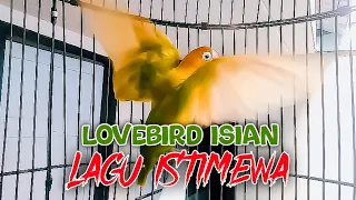 suara masteran burung lovebird isian mewah insyaallah berkah