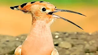 صوت الهدهد اول مره اسمعه سبحان الله Sound Of The Hoopoe 