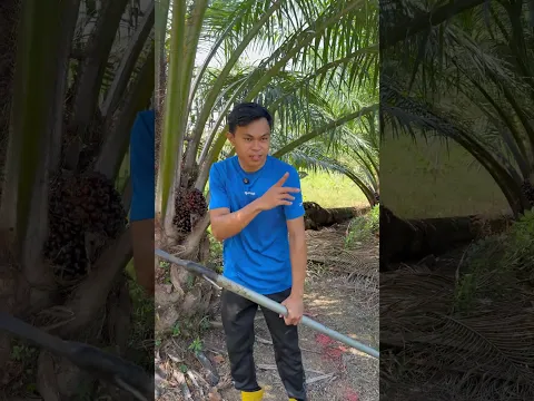 Memang beda kualitas buahnya kalau di panen sistem songgo