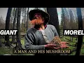 Giant Wild Mushrooms Harvesting and Drying Morels