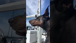 #fypシ #Fyp #Dream #pets #doberman