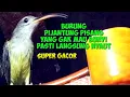 Lagu Burung pijantung pisang, yang gak mau bunyi pasti langsung nyaut.super gacor.