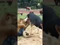Download Lagu APA YANG DILAKUKAKAN MONYET TERHADAP ANJING? 😂 #funny #funnyanimals #dog