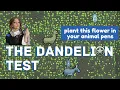 Best Crop for Animal Pen in RimWorld 1 5 - The Dandelion Test