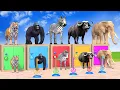 Download Lagu Long Slide Game with Cow Elephant Gorilla Hippopotamus Tiger 3d Animal Game Funny 3d Animals