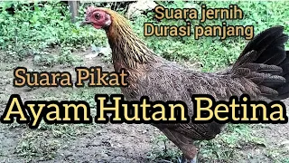 Download Suara Pikat Ayam Hutan Betina | Terbukti Ampuh | Suara Jernih Durasi Panjang MP3