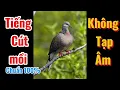 Download Lagu Tiếng Chim Cút Mồi Tự Nhiên – Quail Bird Call