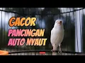 Download Lagu Cuit Cuit Gacor Panjang! Kenari Ngerol Padat Bikin Paud Cepat Bunyi